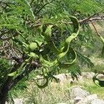 Entada rangei Fruit