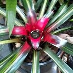 Neoregelia carolinae Листок