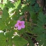 Geranium purpureumΛουλούδι