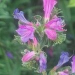 Echium rosulatumFlower