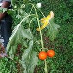 Solanum capsicoides Feuille