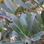 Arbutus unedo List