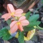 Crossandra infundibuliformis Virág