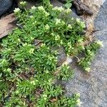 Galium megalospermum Flower