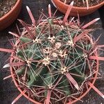 Ferocactus latispinus Лист