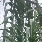 Arundo donax 整株植物