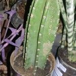 Cereus jamacaru Habitus
