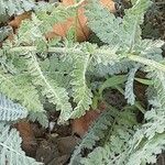 Achillea clypeolata Лист