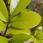 Rosa laevigata Leaf