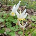 Dicentra cucullaria Λουλούδι