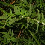 Spermacoce ocymifolia Φύλλο