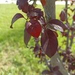 Prunus cerasifera Feuille