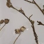 Volutaria tubuliflora Hoja