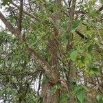 Acer oblongum 整株植物