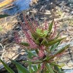 Leucopogon verticillatus Flower