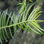 Cephalotaxus harringtonia Frunză