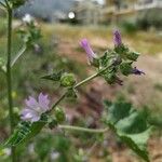 Malva nicaeensis برگ