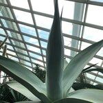 Agave guiengola Hábito