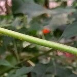 Tithonia rotundifolia Rhisgl