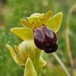 Ophrys fusca Fleur