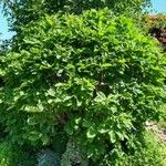 Quercus pontica Habit