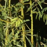 Mimosa diplotricha Hábito