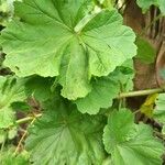 Pelargonium zonaleBlad