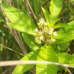 Penthorum sedoides Flower