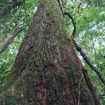 Manilkara staminodella Bark