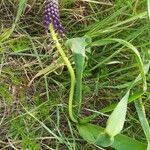 Muscari tenuiflorum Pokrój