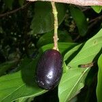 Minquartia guianensis 果