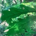 Quercus falcata List