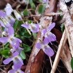Viola collina 花