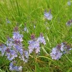 Veronica prostrata Flower