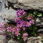 Saxifraga biflora Habitatea