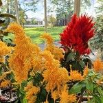 Celosia argentea Maua