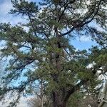 Pinus nigra Habitus