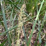 Lomandra longifolia Fruto