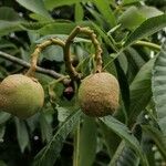 Aesculus flava Fruit