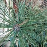 Pinus nigra List