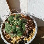 Gymnocalycium saglionis Leaf