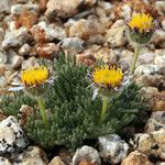 Erigeron compositus Hábito