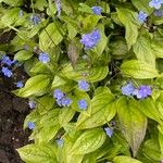 Omphalodes verna पत्ता