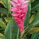 Alpinia purpurata Flower