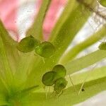 Spirodela polyrhiza Leaf