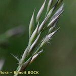 Calamagrostis varia फल