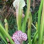 Sarracenia leucophylla Flor