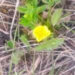 Potentilla pedata फूल