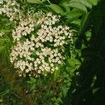 Sambucus canadensis Кветка