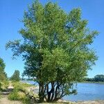 Populus nigra Buveinė